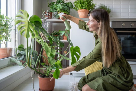 Monstera Cura Avanzata: Segreti per una Crescita Perfetta e Foglie Spettacolari