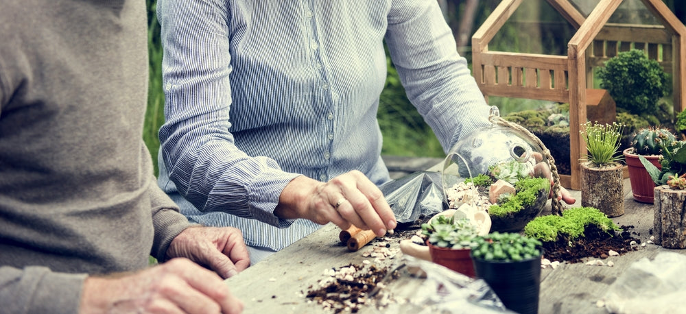 Piante Sofferenti nel Terrarium? La Guida  per Salvarlo e Ripartire