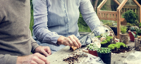 Piante Sofferenti nel Terrarium? La Guida  per Salvarlo e Ripartire