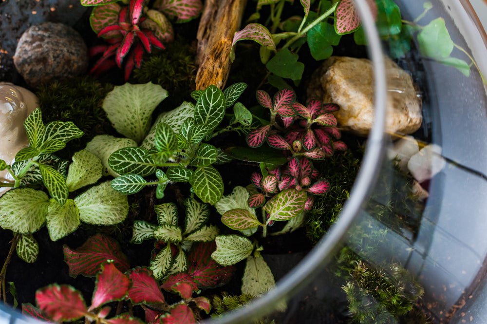 Crea il Tuo Terrarium Fai Da Te con i Giardini di Giulia: Un’oasi verde su misura per te! - i Giardini di Giulia