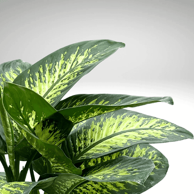 Dieffenbachia Tropic Snow: I nostri consigli per la Cura