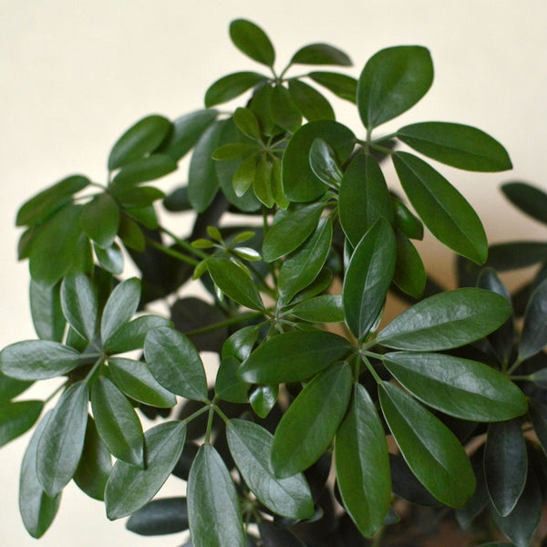 Eleganza e Resistenza: La Schefflera, un Capolavoro di Storia e Natura