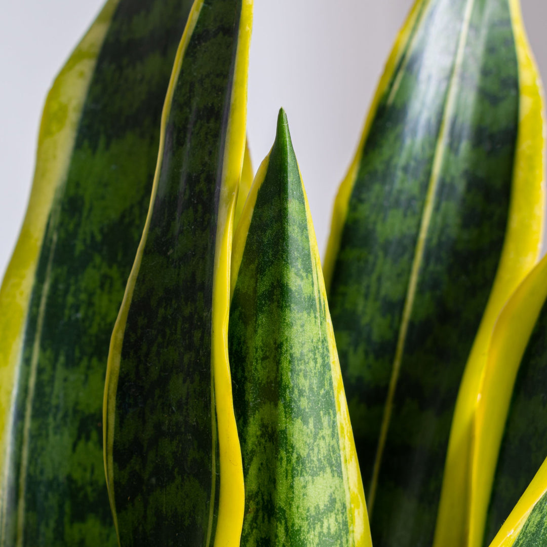 Esplorando l'Eleganza Africana: La Sansevieria Laurentii - i Giardini di Giulia