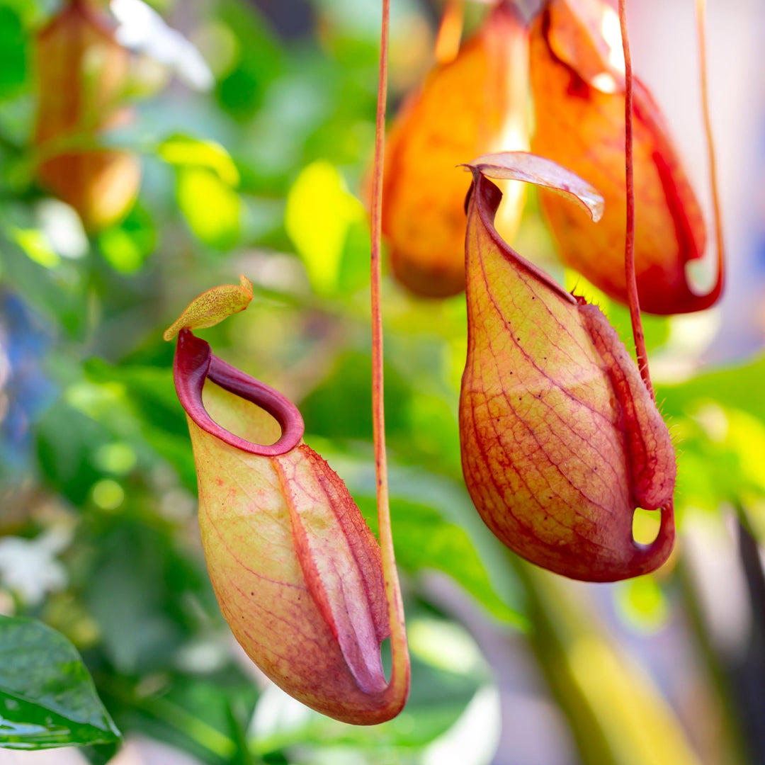 ESPLORARE IL MISTERO DELLE PIANTE CARNIVORE: LA BELLEZZA E LA FORZA DELLA NEPENTHES - i Giardini di Giulia