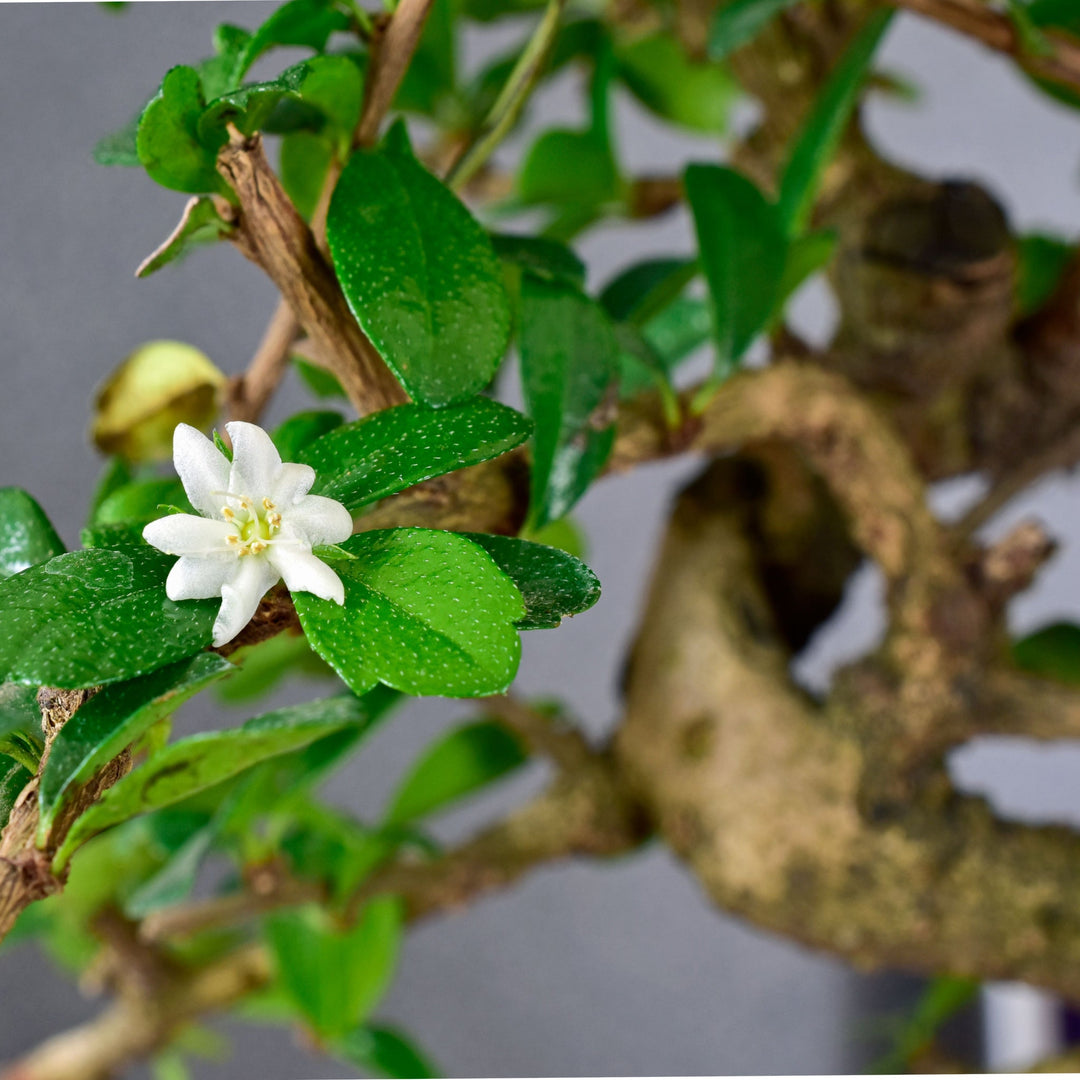 ESPLORIAMO IL MONDO DEL BONSAI CARMONA: UNA PICCOLA MERAVIGLIA DI STORIA E CURA - i Giardini di Giulia