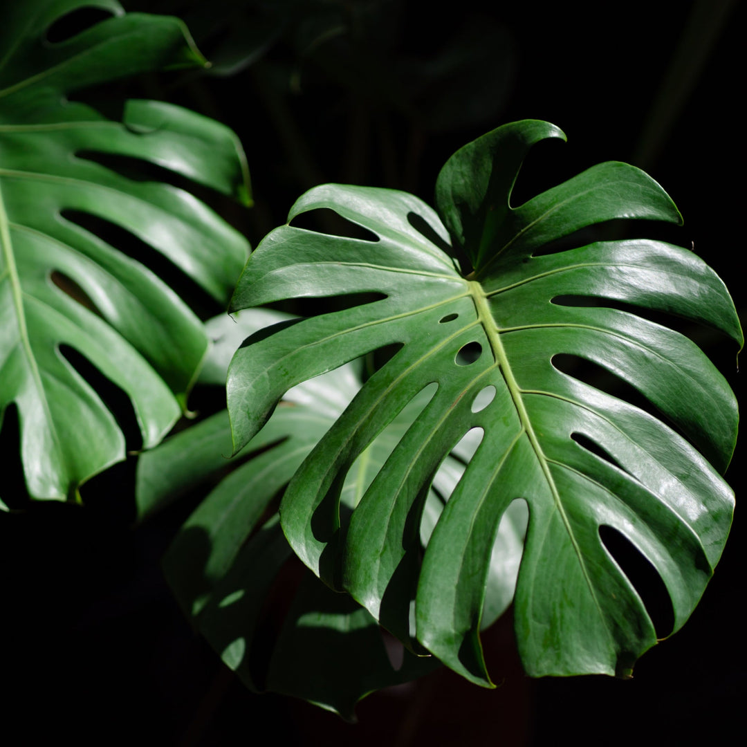 ESPLORIAMO L'AFFASCINANTE MONSTERA: UNA MERAVIGLIA DI VERDE E STORIA CHE DANZA TRA LE FOGLIE - i Giardini di Giulia