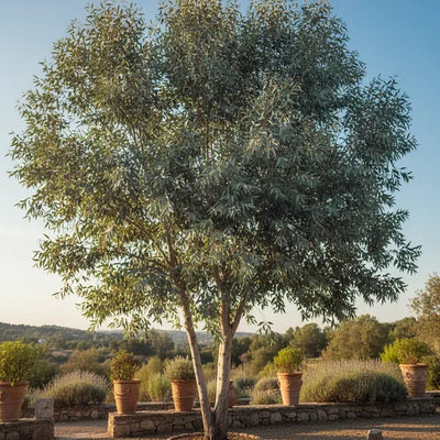 Eucalipto: Guida Completa alla Cura e Coltivazione di Questa Pianta Aromatica