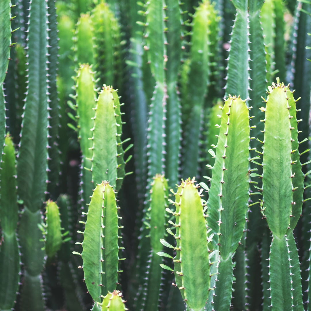 Euphorbia Ingens - i Giardini di Giulia