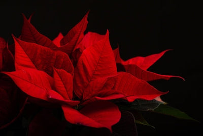 Euphorbia Pulcherrima: Storia, Significato e Curiosità della Stella di Natale