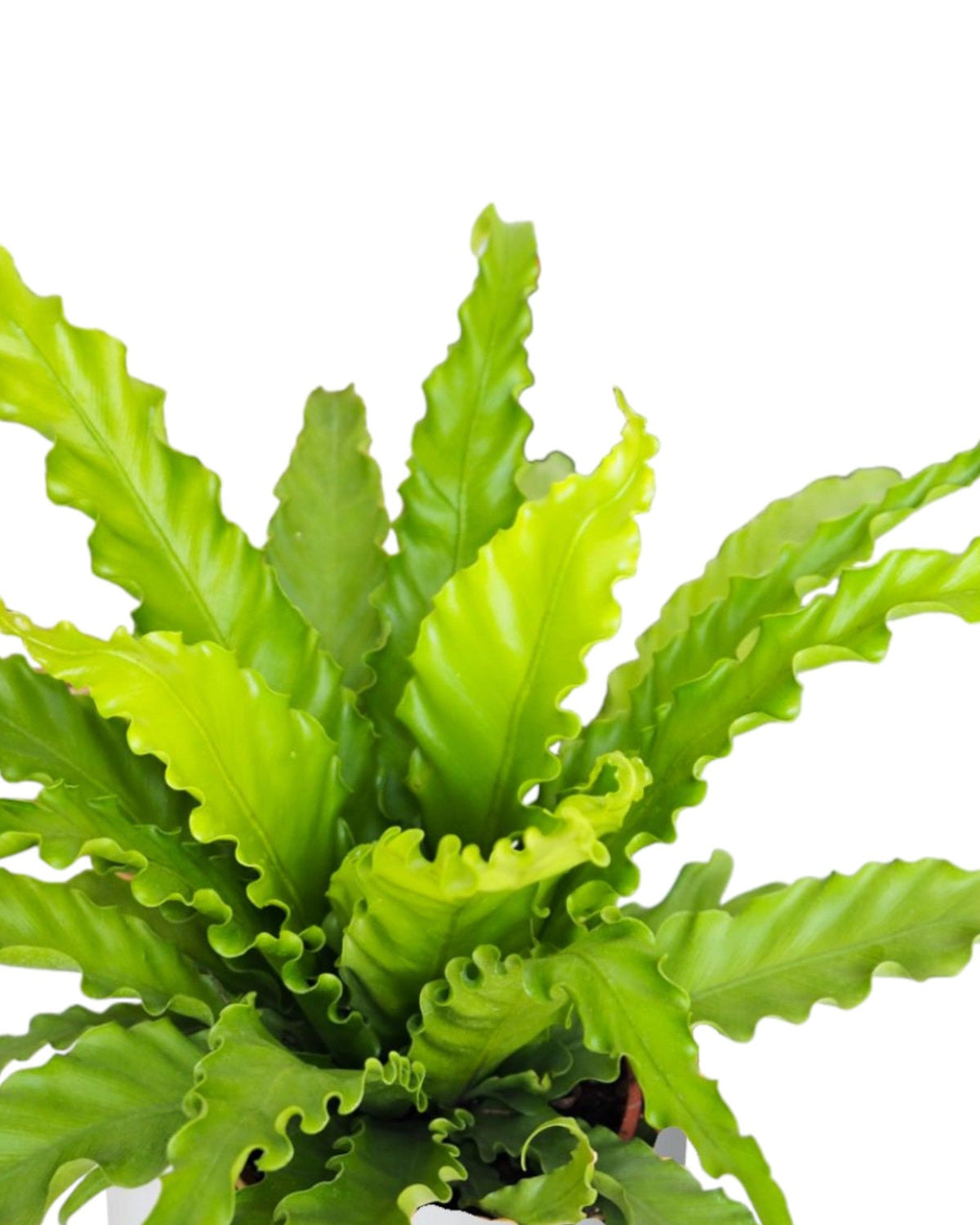 Guida completa alla cura dell'Asplendium Osaka