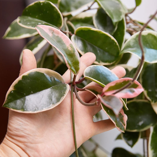 Hoya Carnosa ‘Krimson Queen’: La Guida Completa per una Pianta Sana e Rigogliosa