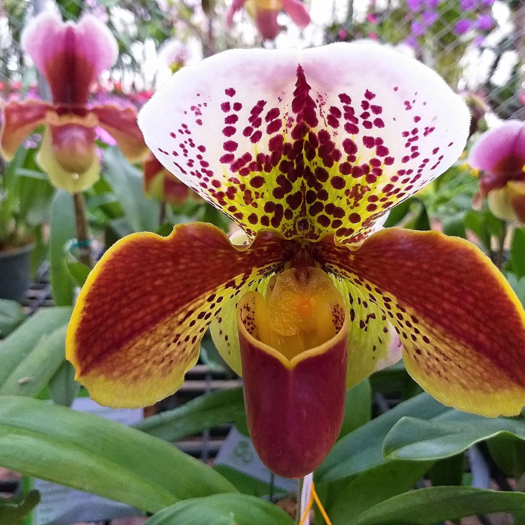 I MISTERI DELLE ORCHIDEE PAPHIOPEDILUM - i Giardini di Giulia