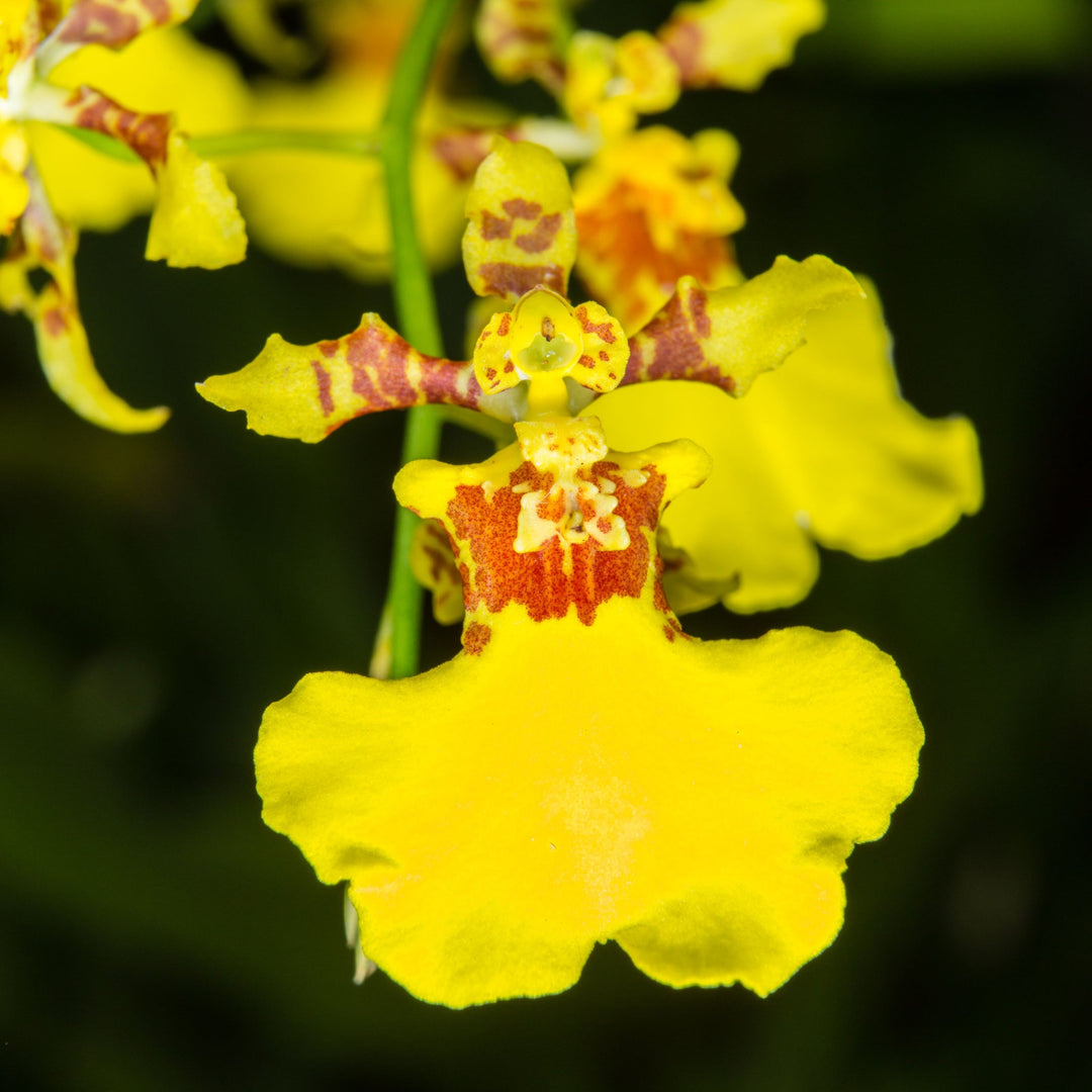 IL FASCINO SENZA FINE DELL'ONCIDIUM - i Giardini di Giulia