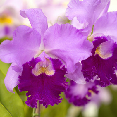 LA BELLEZZA REGALE DELLA CATTLEYA