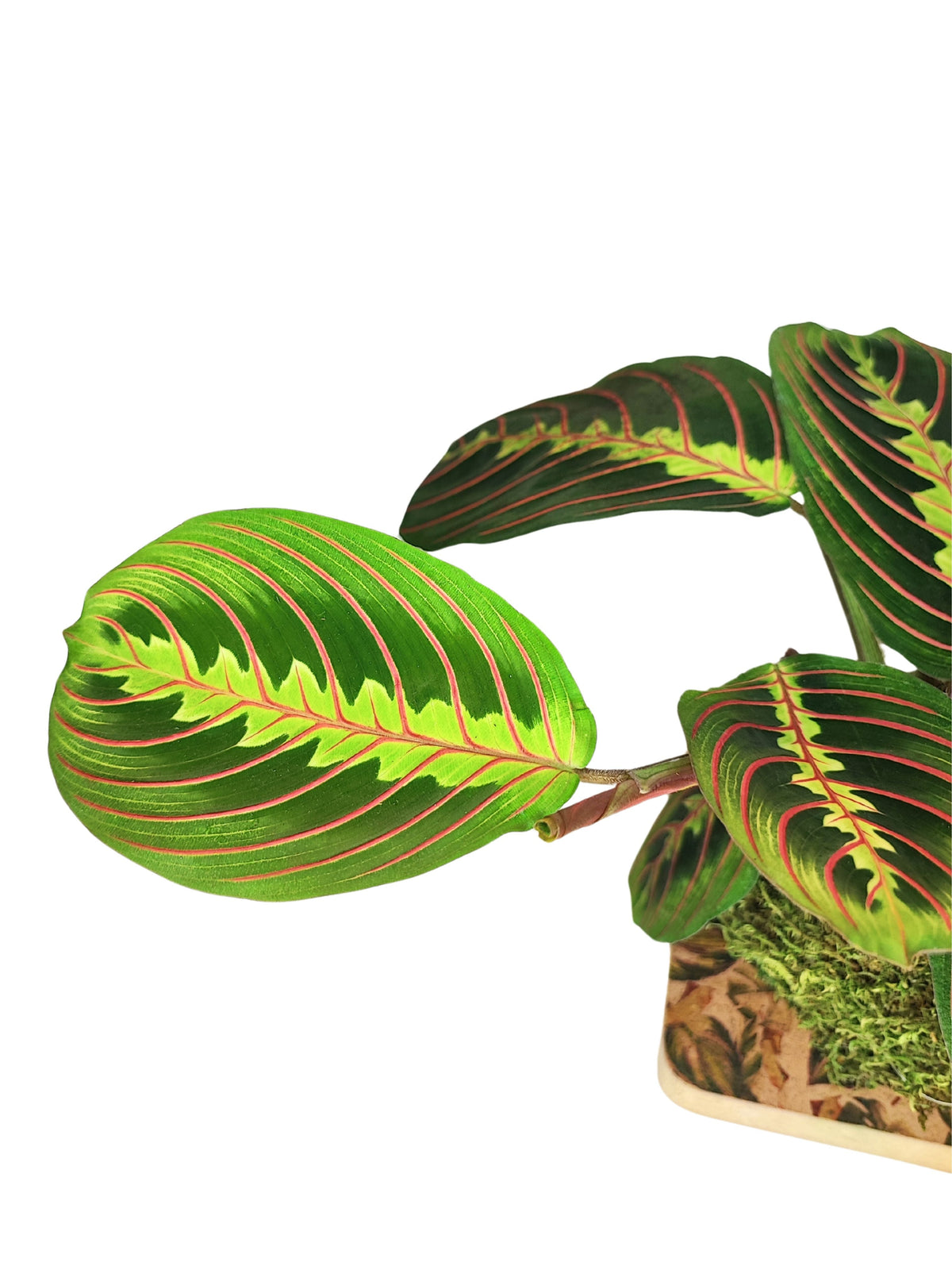 La Magia della Maranta Tricolor Kokedama: La Pianta che Danza