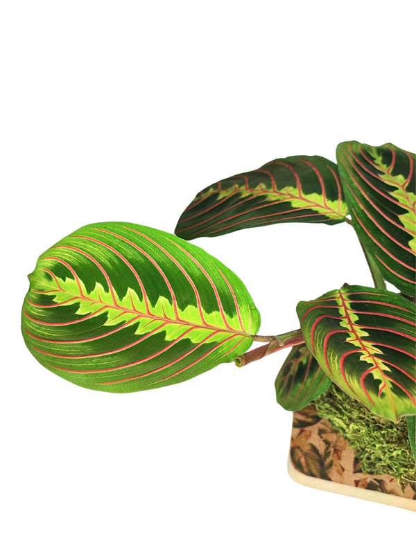 La Magia della Maranta Tricolor Kokedama: La Pianta che Danza