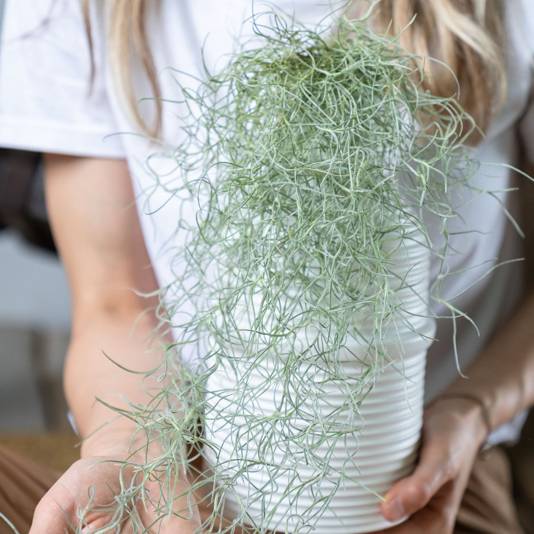 LA MAGIA DELLA TILLANDSIA USNEOIDES - i Giardini di Giulia