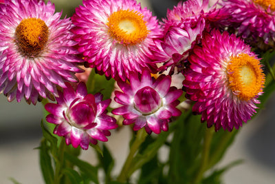 La Pianta che Non Muore Mai: Scopri l’Helichrysum e i Suoi Mille Usi