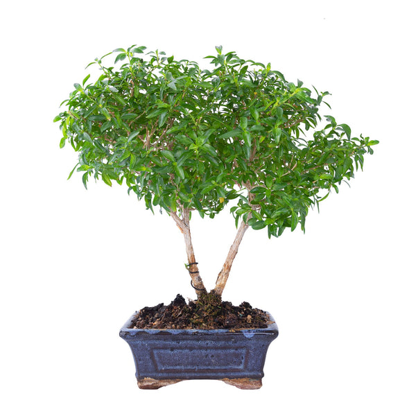 La Storia e i Segreti della Serissa foetida