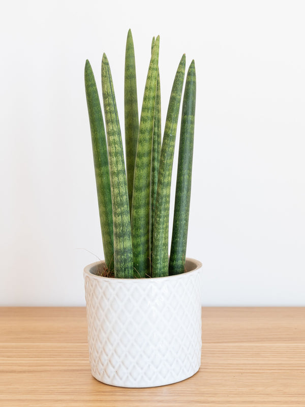 Le Meraviglie della Sansevieria Cylindrica Candle: Una Guida Completa per Scoprire il Fascino di Questa Pianta da Interni!