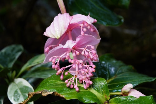 Medinilla Magnifica: L'Eleganza Tropicale che Trasforma la Tua Casa