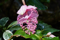 Fiore a grappolo di colora rosa intenso della medinilla Magnifica, una pianta tropicale 