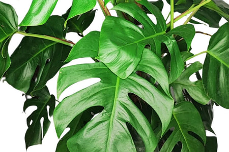 Pianta Monstera: Tutto Quello che Devi Sapere sulla Pianta con Foglie Bucate