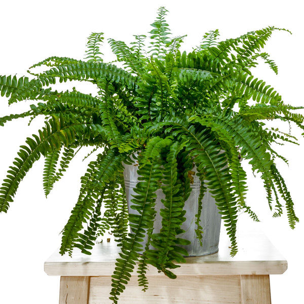 Nephrolepis exaltata: Il Balletto delle Felci, Storia di Eleganza Verde