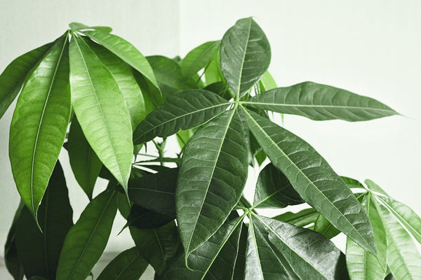 Pachira Aquatica: La Guida Definitiva all'Albero della Fortuna che Trasformerà la Tua Casa e la Tua Vita