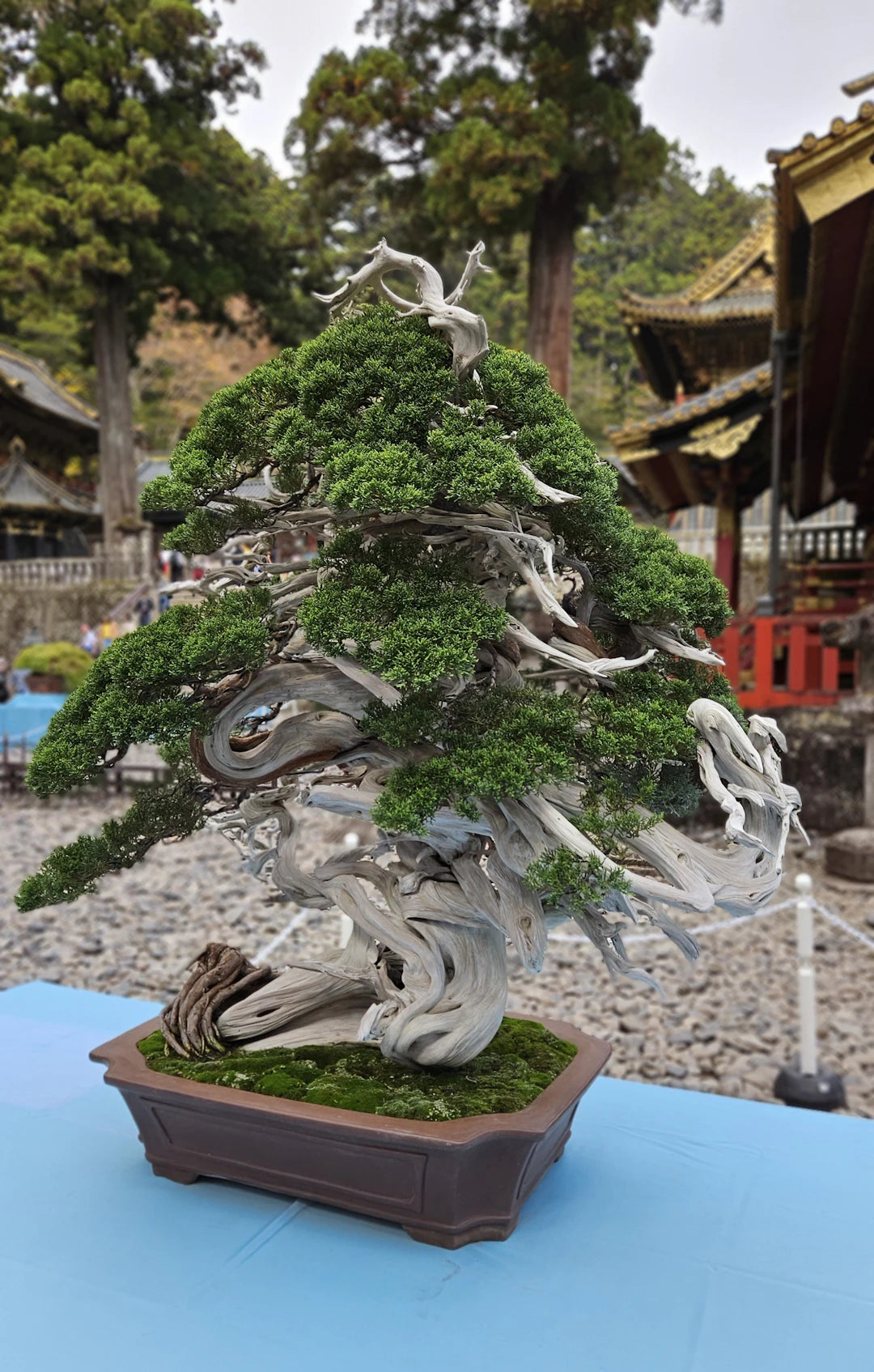 Scopri il Ficus Bonsai: Un Viaggio tra Storia e Origini