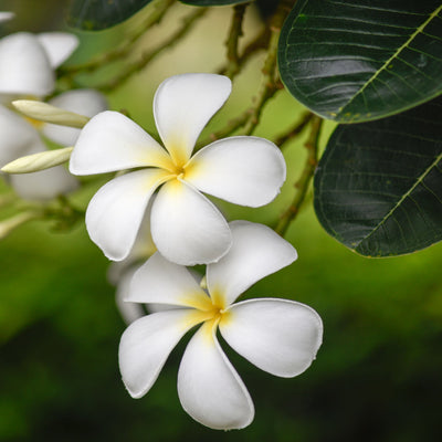 Plumeria o Frangipane