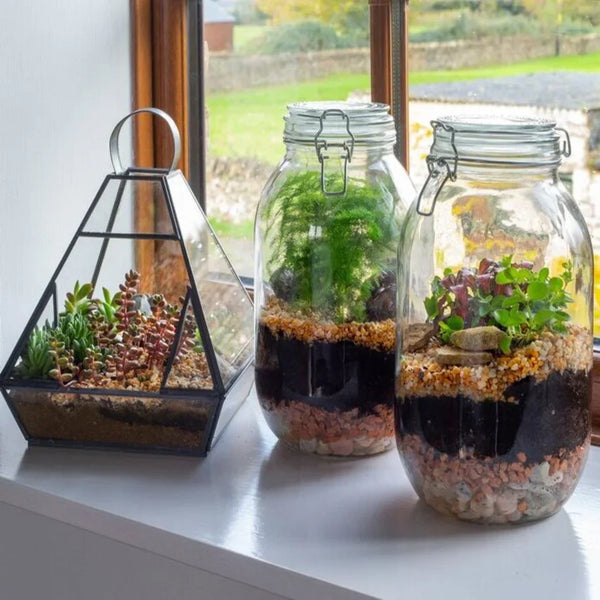 Terrarium di Piante Verdi: Guida Completa alla Cura e Manutenzione