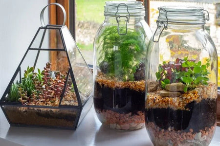 Terrarium di Piante Verdi: Guida Completa alla Cura e Manutenzione