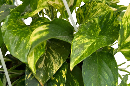 Pothos: La Guida Completa a Scindapsus Aureus e Argyraeus | Cura, Coltivazione e Segreti