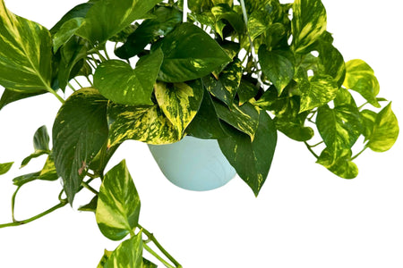 Pothos (Scindapsus Aureus): La Guida Completa alla Pianta da Appartamento Perfetta per Design e Benessere