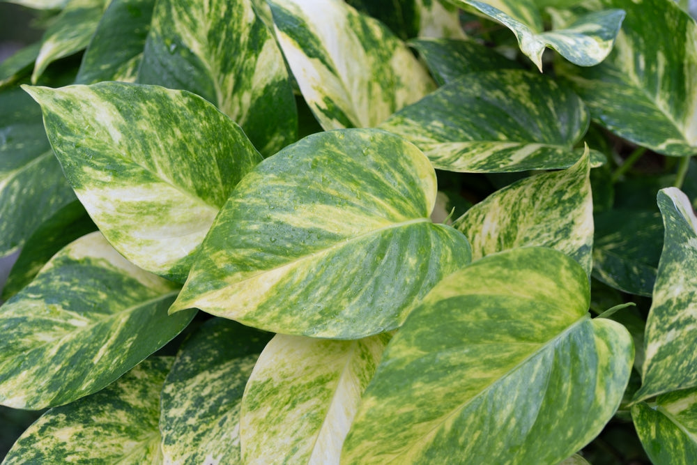Le Varietà di Pothos Più Belle e Rare: Guida al Riconoscimento e alla Scelta
