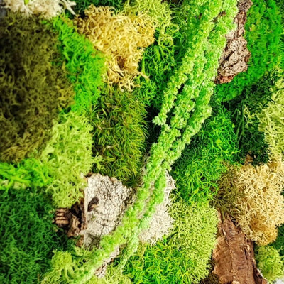 Come Prendersi Cura del Verde Stabilizzato: Tutto Quello che Devi Sapere