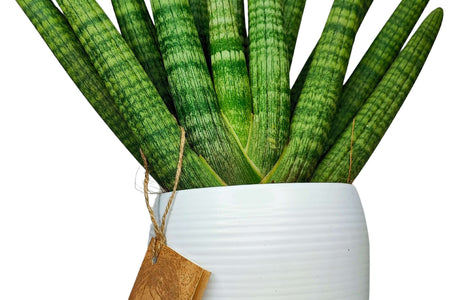Sansevieria Cylindrica: L’Eleganza Scultorea che Sfida il Tempo e la Negligenza