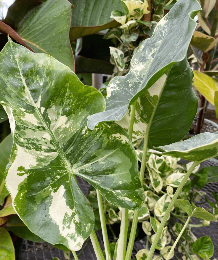 Svelando i Segreti dell'Alocasia Macrorrhiza Camouflage: Una Pianta Affascinante e Camaleontica - i Giardini di Giulia