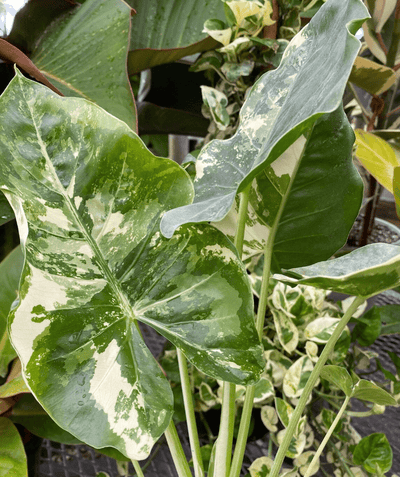 Svelando i Segreti dell'Alocasia Macrorrhiza Camouflage: Una Pianta Affascinante e Camaleontica