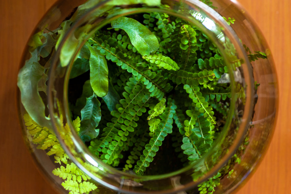 Ventilazione: il Segreto per un Terrarium Sano