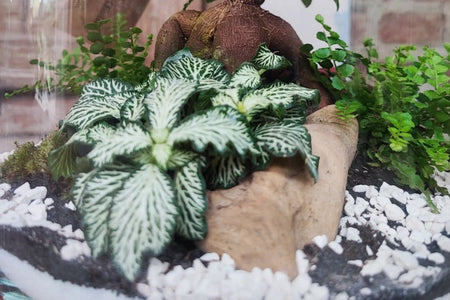 Guida Completa alla Cura e Manutenzione del Tuo Terrarium di Piante Verdi