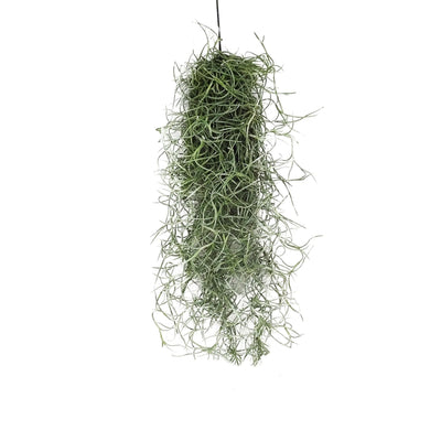 Tillandsia usneoides: La Magica Figlia del Vento che Vive d'Aria e Purifica la Tua Casa