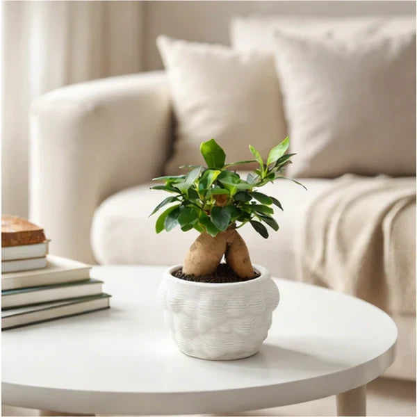 Bomboniere con Piante: la Guida Definitiva per un Ricordo Vivo e Sostenibile