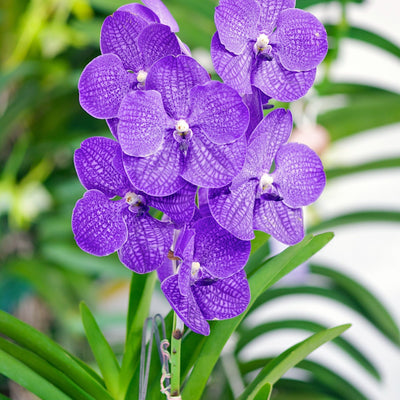 VANDA, LA REGINA DELLE ORCHIDEE ESOTICHE
