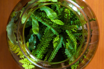 Ventilazione: il Segreto per un Terrarium Sano