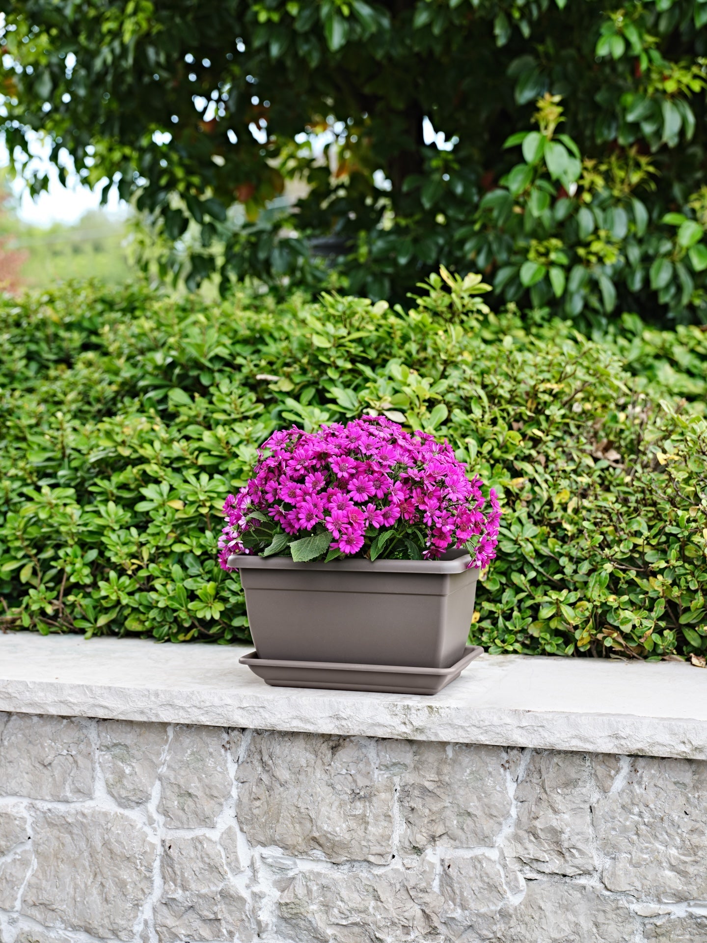 Vaso rettangolare color tortora con sottovaso, contenente fiori viola, posizionato su muretto in pietra con sfondo di siepi e alberi verdi.