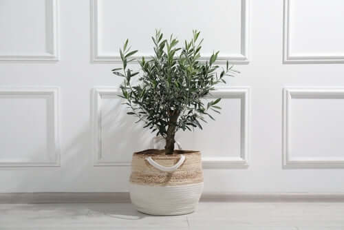Piccolo Bonsai di ulivo in vaso tipo cesta con manici bianco , sfondo parete decorata con quadrati bianchi a rilievo 