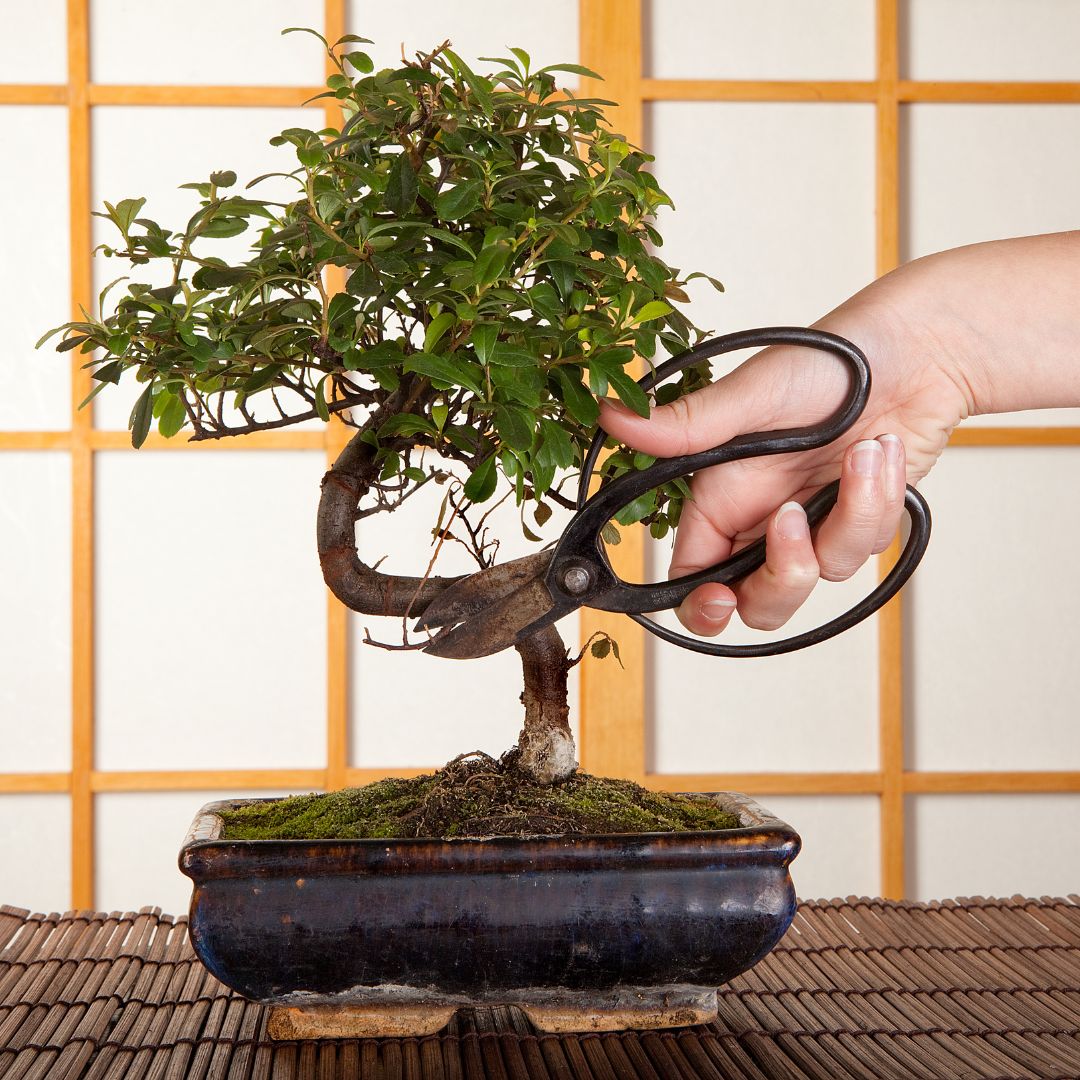 Utensili per la cura del bonsai