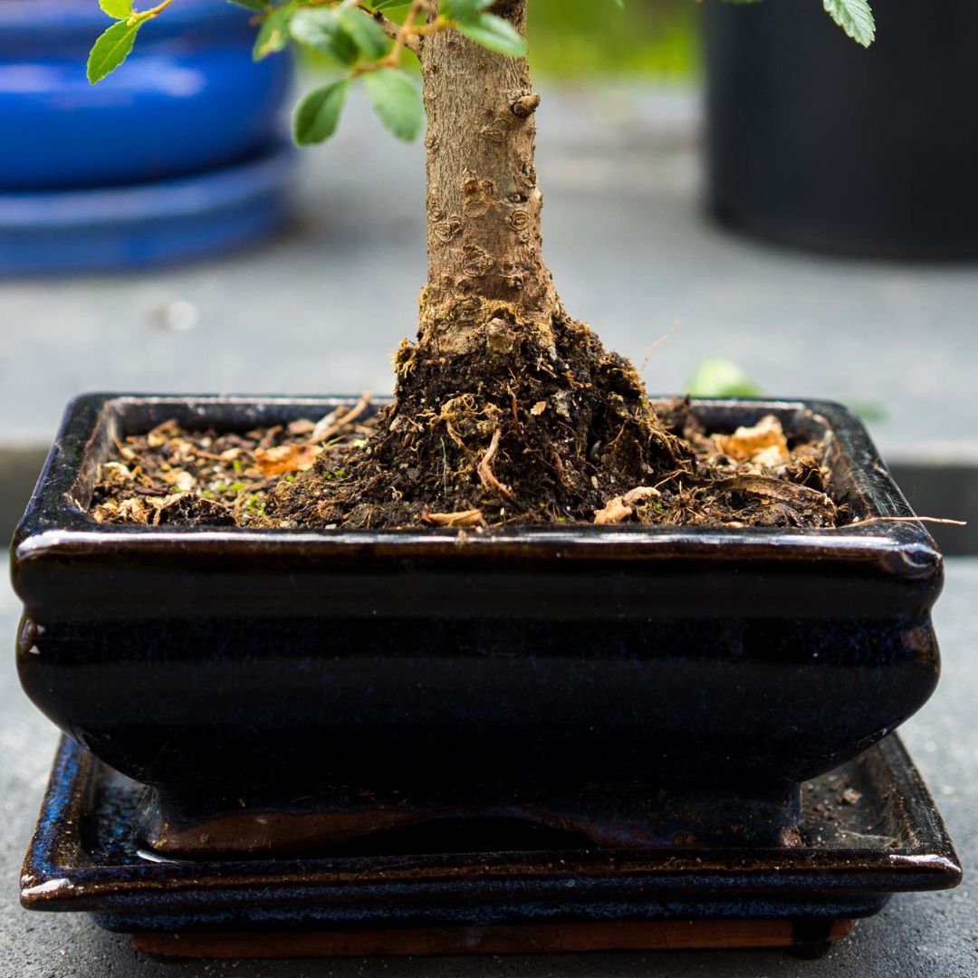 Vaso con bonsai da interno